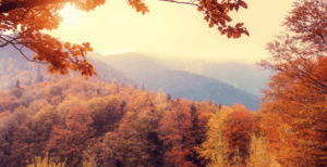 Herbstlandschaft: Wald mit vielen bunten Bäumen von oben
