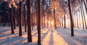 Wald im Schnee und Sonnenschein