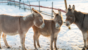Drei Esel im Schnee